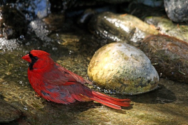 Northern Red Cardinal Bathing by Deb Oppermann